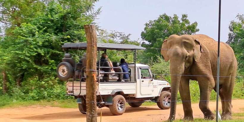 Udawalawe National Park Safari Tour - Why Udawalawe works for a wildlife safari day