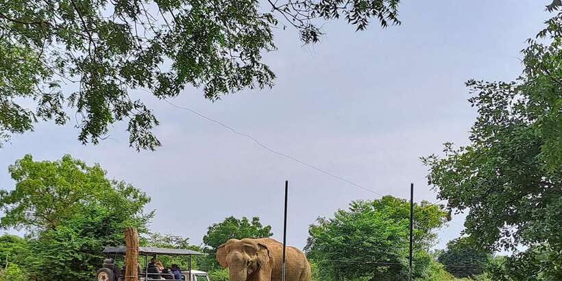 Udawalawe National Park Safari Tour - What the safari jeep and guide really change for you