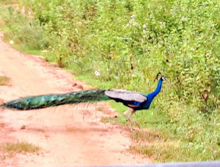 Udawalawe National Park Safari Tour - Udawalawe elephants: what you are actually looking for