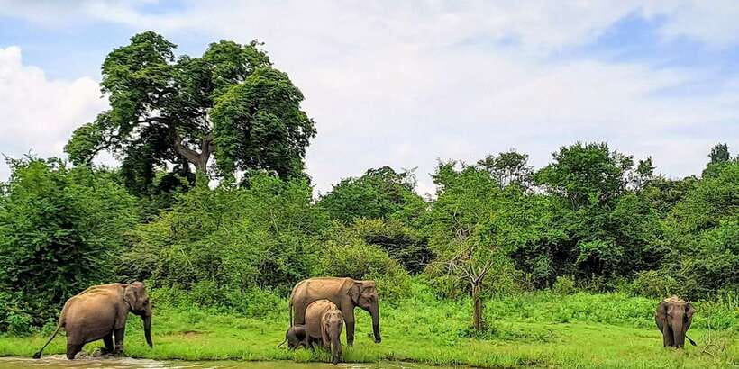 Udawalawe National Park Safari Tour - Bird watching in the same safari loop