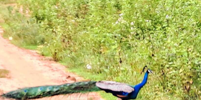 Udawalawe National Park Safari Tour - Other mammals: the bonus you get while searching for elephants