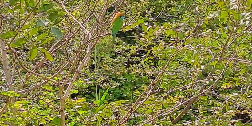 Udawalawe National Park Safari Tour - Lunch that keeps you from feeling wiped out