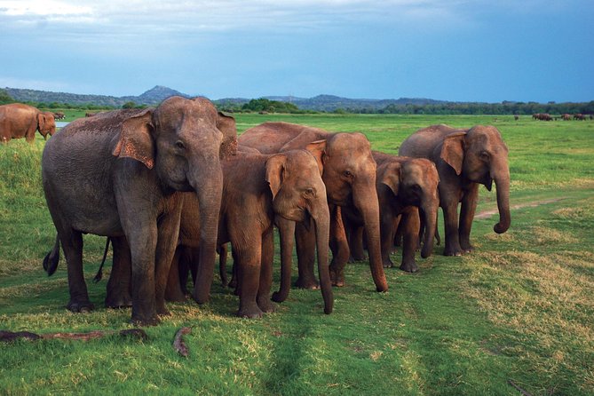 Udawalawe National Park Safari trip from Galle/Mirissa/Ella - Hotel Pickup to Udawalawe: The Three-Hour Transfer Plan