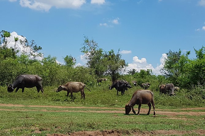 Udawalawe National Park Safari trip from Galle/Mirissa/Ella - Price and Value: Is $190 Worth It?