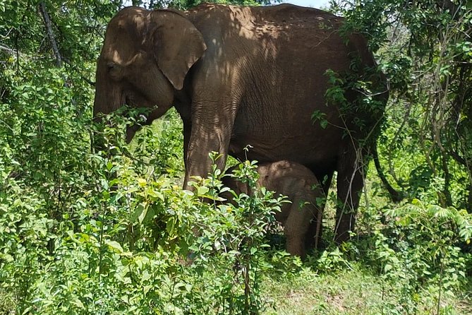 Udawalawe National Park Safari trip from Galle/Mirissa/Ella - What to Bring and How to Make the Day Feel Easier
