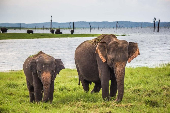 Udawalawe National Park Safari with Elephant Transit Home Visit - Key points before you go
