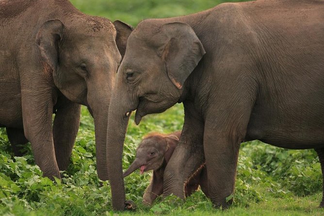 Udawalawe National Park Safari with Elephant Transit Home Visit - Price and value: what $24 buys, and where extra costs may pop up