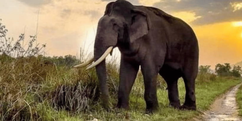 Udawalawe National Park: Safari with Experienced Driver - Key Things to Know Before You Go