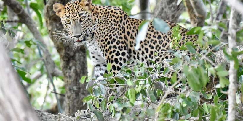 Udawalawe National Park: Safari with Experienced Driver - Wildlife Targets, From Elephants to Leopards and Water Buffalo