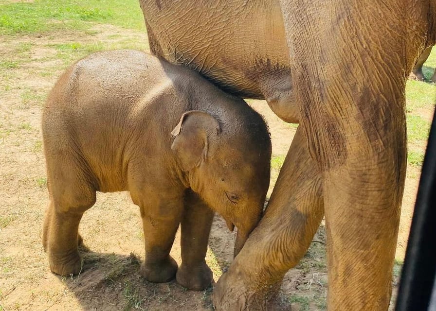 Udawalawe National Park: Safari with Experienced Driver - Timing Tips: Cool Mornings vs Quiet Evenings