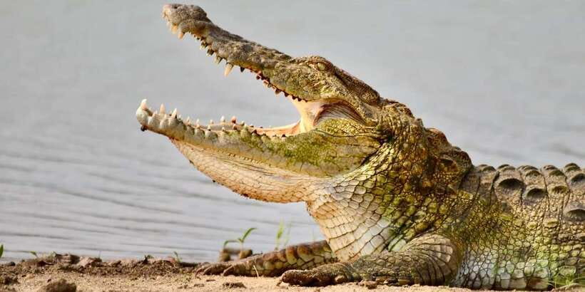 Udawalawe National Park: Safari with Experienced Driver - Price, Entrance Fees, and What You Actually Get for $20