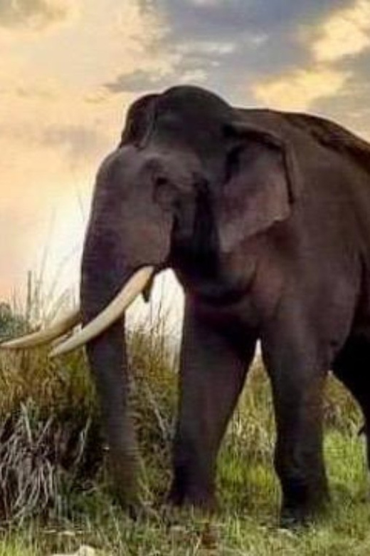 Udawalawe National Park: Safari with Experienced Driver - Who This Safari Fits Best, and Who Might Skip It