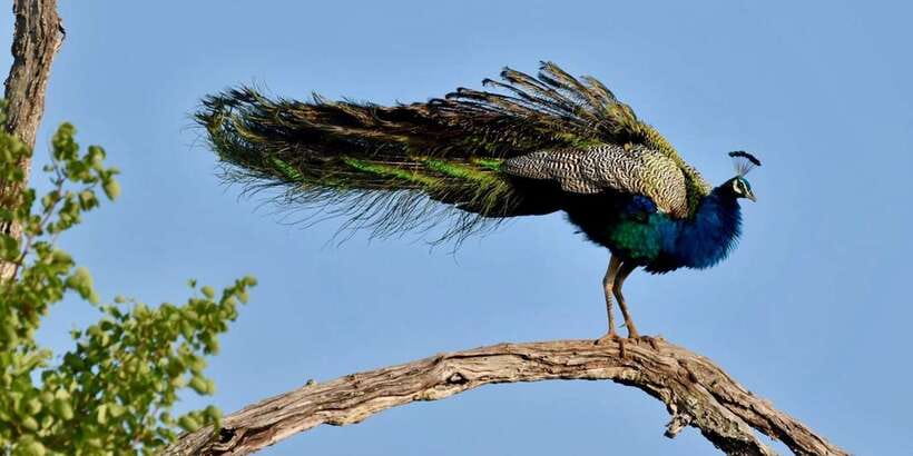 Udawalawe National Park: Safari with Experienced Driver - Should You Book This Udawalawe 4-Hour Safari?