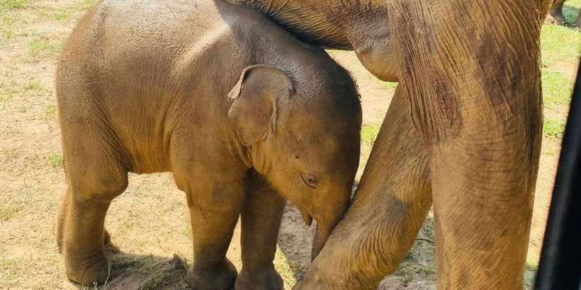 Udawalawe National Park: Safari with Experienced Driver - What 3.5 Hours Inside Udawalawe Feels Like in a Max-6 Jeep