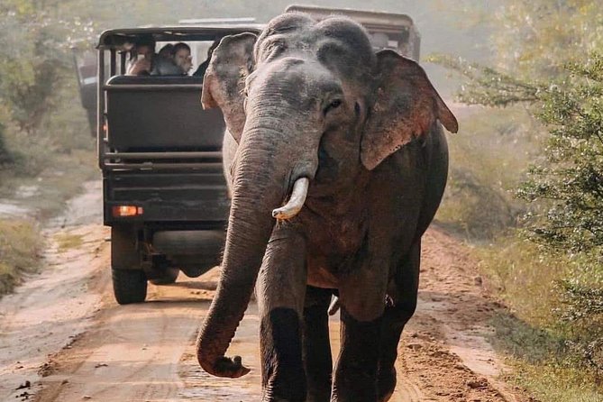 Udawalawe National Park Safari with Private Driver-Jeep and Enter ticket - How the Half-Day and Full-Day Timings Affect Your Sightings