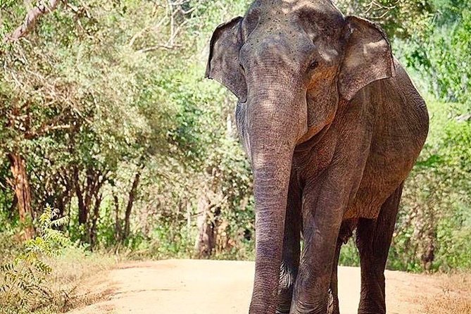 Udawalawe National Park Safari with Private Driver-Jeep and Enter ticket - What You Can Hope to See: Elephants First, Then the Rest of the Cast