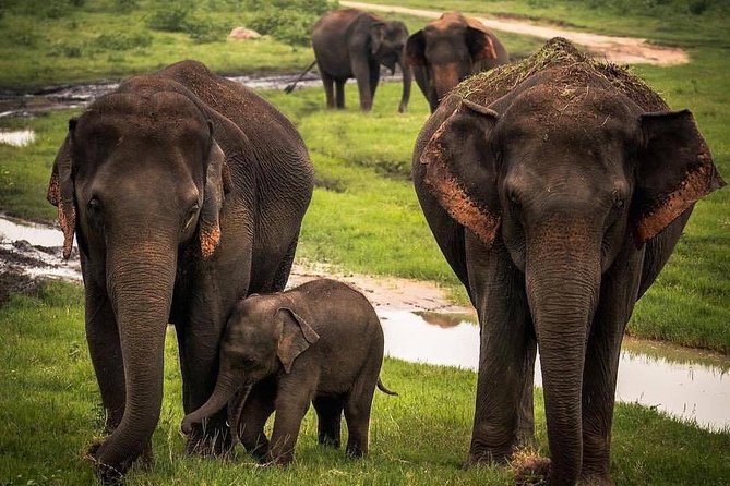 Udawalawe National Park Safari with Private Driver-Jeep and Enter ticket - Private Guide and Jeep Setup: Safety, Professionalism, and Q&A Time