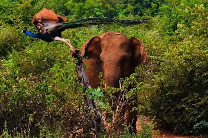Udawalawe National Park Safari with Private Driver-Jeep and Enter ticket - Entrance Tickets, Park Fees, and What to Budget Beyond $50
