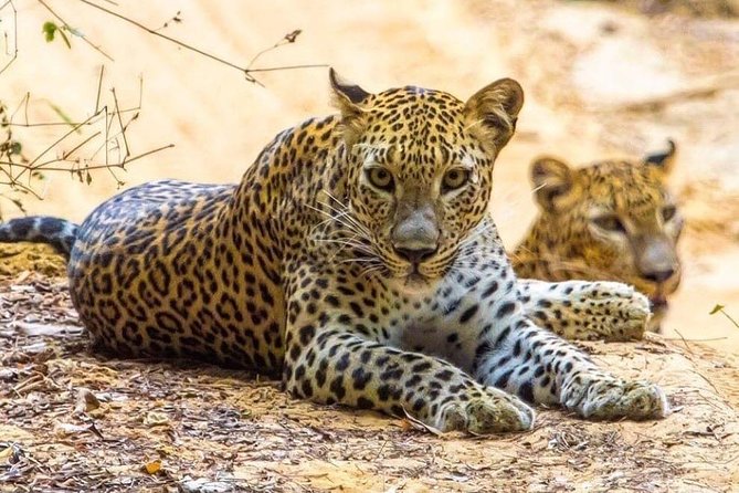 Udawalawe National Park Safari with Private Driver-Jeep and Enter ticket - Who This Private Udawalawe Safari Is Best For