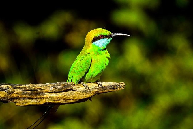 Udawalawe National Park Safari With Transfers From Colombo - Should you book Udawalawe National Park Safari with transfers from Colombo?