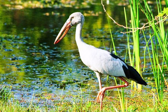 Udawalawe National Park Safari - Your 3-hour plan: what happens once you enter the park