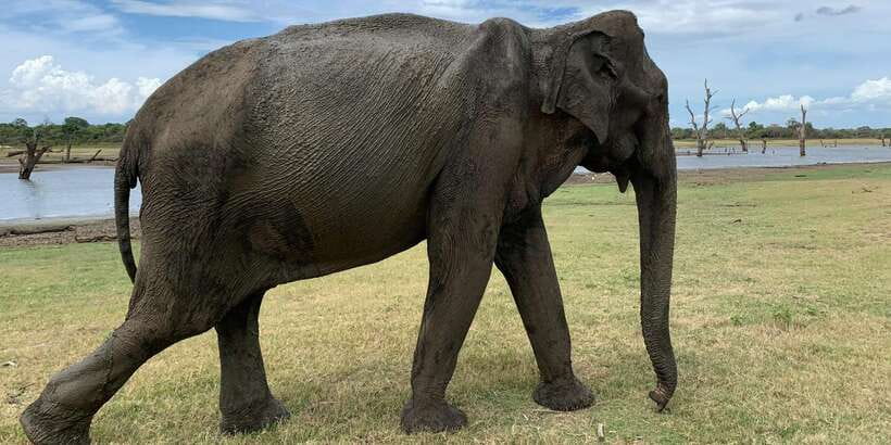 Udawalawe National park with Safari jeep & Entrance ticket - Key highlights you should care about