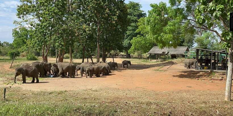 Udawalawe National park with Safari jeep & Entrance ticket - Udawalawe National Park in half a day: what you really get