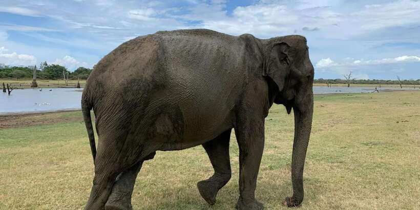 Udawalawe National park with Safari jeep & Entrance ticket - Best fit: who this tour suits, and who should look elsewhere