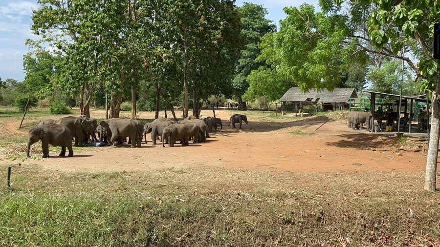 Udawalawe National park with Safari jeep & Entrance ticket - What to do on the day: simple ways to get better sightings