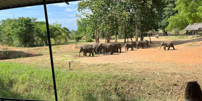 Udawalawe National park with Safari jeep & Entrance ticket - Getting from Udawalawe to the park: pickup, shared Jeep, and timing