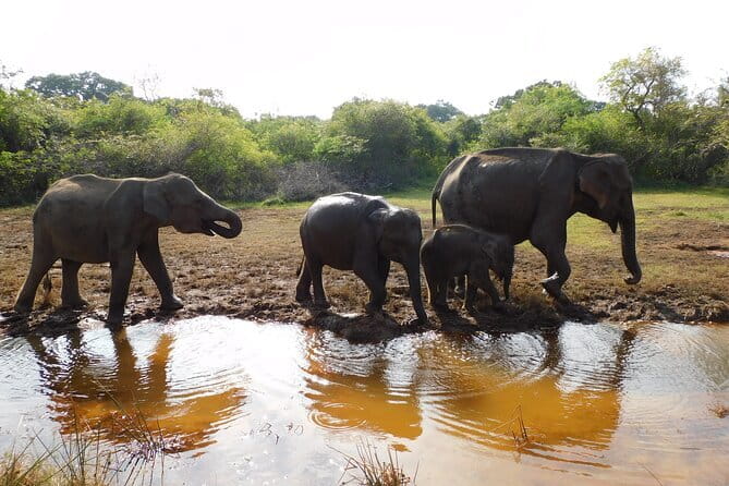 Udawalawe Safari & Baby Elephants Visit from Hambantota Port - Elephant Transit Home: seeing orphan calves, and why it hits different