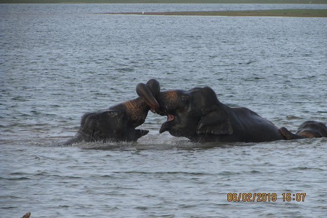 Udawalawe Safari & Baby Elephants Visit from Hambantota Port - Timing that actually works: what a 7-hour day feels like
