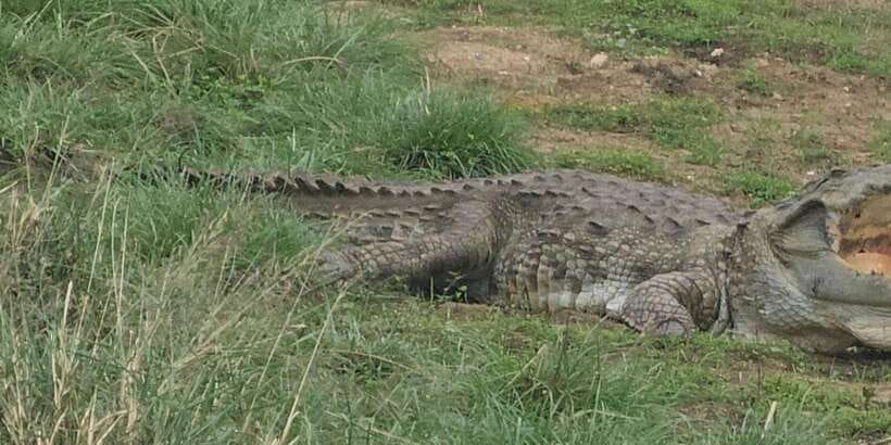 Udawalawe Safari Day Tour From Bentota/Aluthgama/Ahungalla - Bentota-area logistics, and why the timing is the real deal