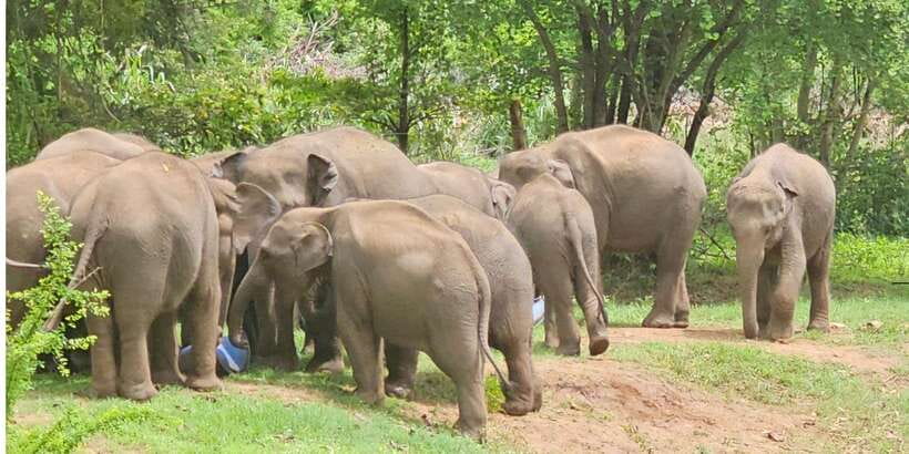 Udawalawe Safari Day Tour From Bentota/Aluthgama/Ahungalla - Elephant Transit Home: what you do there and what to watch for