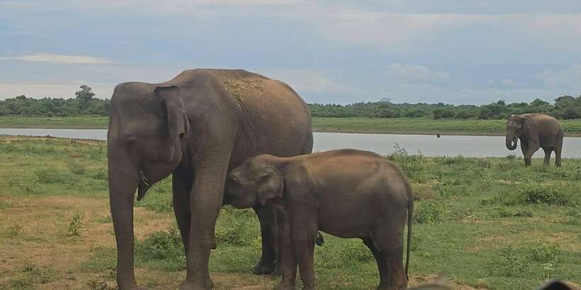 Udawalawe Safari Day Tour From Bentota/Aluthgama/Ahungalla - Choosing morning or evening safari from Bentota and beyond
