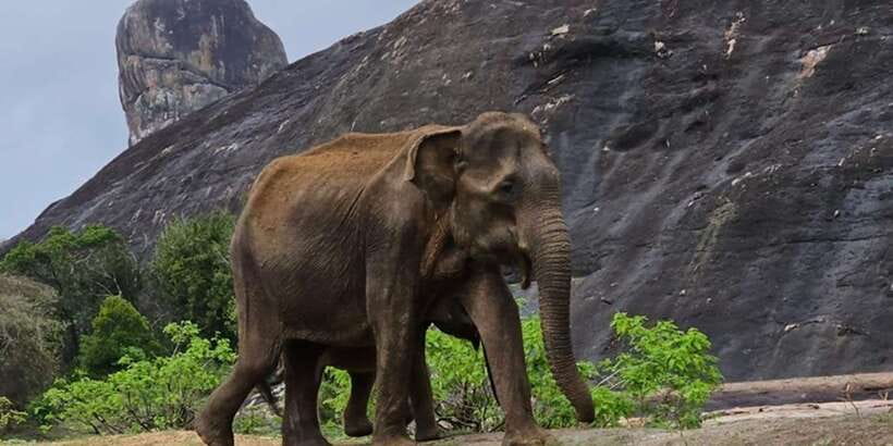 Udawalawe Safari Day Tour From Bentota/Aluthgama/Ahungalla - Price and value: what you get for about $210 per person