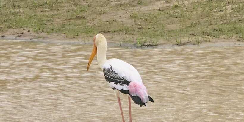 Udawalawe Safari Day Tour From Bentota/Aluthgama/Ahungalla - Practical tips so your safari day feels easier