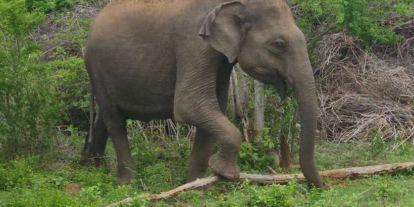 Udawalawe Safari Day Tour From Bentota/Aluthgama/Ahungalla - Private air-conditioned transport from your hotel area