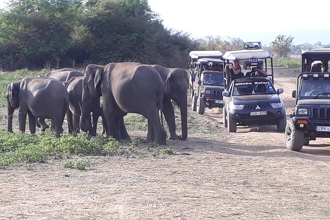 Udawalawe Safari Day Tour From Kandy - A long day that makes sense, starting at 5:30 am