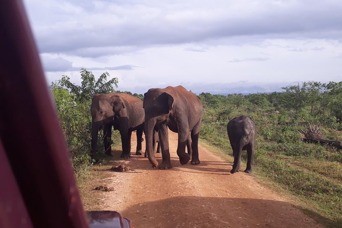 Udawalawe Safari Day Tour From Kandy - The elephant focus, plus the other animals you’ll actually notice