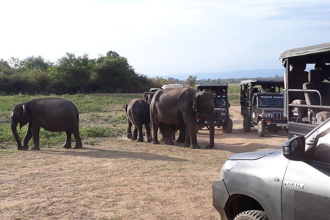 Udawalawe Safari Day Tour From Kandy - Getting the best day out of Udawalawe, without fuss