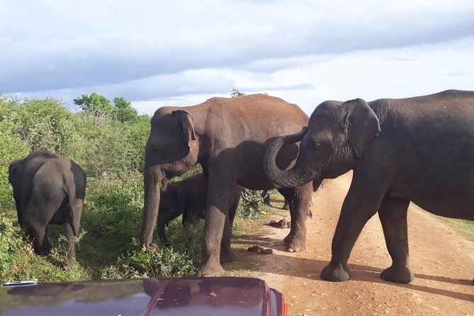 Udawalawe Safari Day Tour From Kandy - Maha Saman Devalaya, the calm stop before the safari