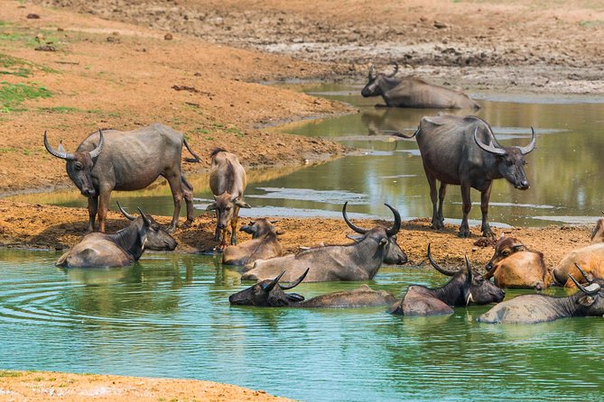Udawalawe Safari Day Trip from Ella/Tangalle/Dikwella/Hambantota - What You’re Really Paying For: Value, Not Just a Ticket