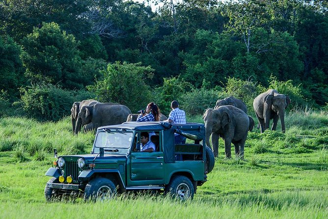 Udawalawe Safari Day Trip with Return Transport - All Inclusive - Choosing Your Pickup Slot: Morning vs Day-Time vs Afternoon
