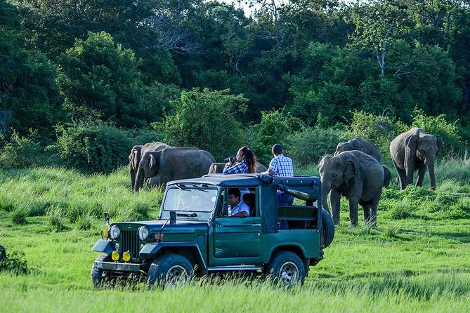 Udawalawe Safari DayTrip frm Bentota/Kalutara/Ahungalla/Hikkaduwa - Udawalawe from Bentota: why this day trip works