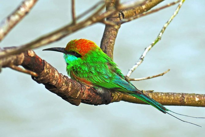 Udawalawe Safari DayTrip frm Bentota/Kalutara/Ahungalla/Hikkaduwa - Choosing 4am, 7am, or 10.30am without guessing