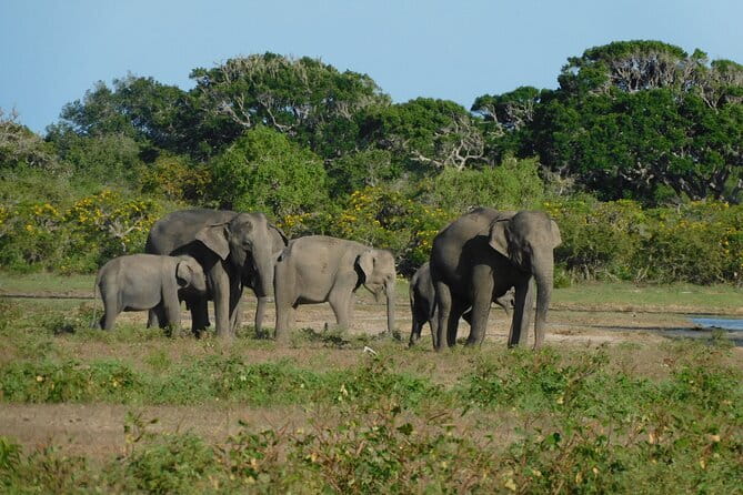 Udawalawe Safari & Elephant Orphanage visit from Hambantota port - Choosing a guide focus: ask for Madu or plan around Darshana