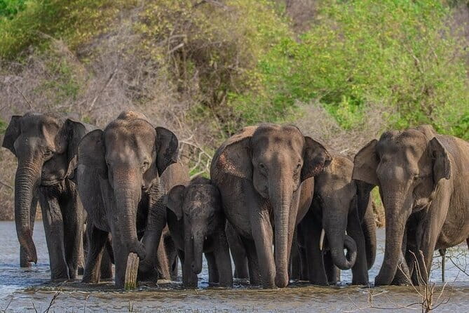 Udawalawe Safari & Elephants Orphanage tour from Hambantota port - Life on a Toyota Hilux jeep safari with a max of 6