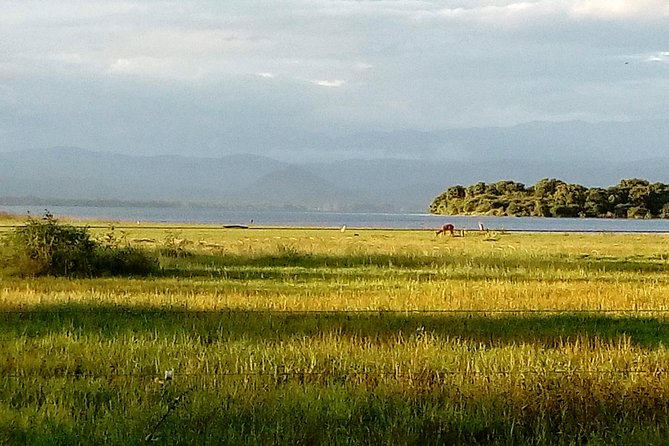 Udawalawe Safari - Private & Customize Tour - Lunch, Water, and Comfort in a Long Wildlife Day