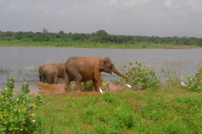 Udawalawe Safari - Private & Customize Tour - Udawalawe National Park: Elephants Plus Bird Life